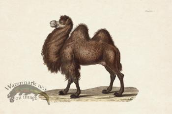 FNH 04 Camel